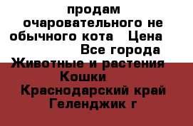 продам очаровательного не обычного кота › Цена ­ 7 000 000 - Все города Животные и растения » Кошки   . Краснодарский край,Геленджик г.